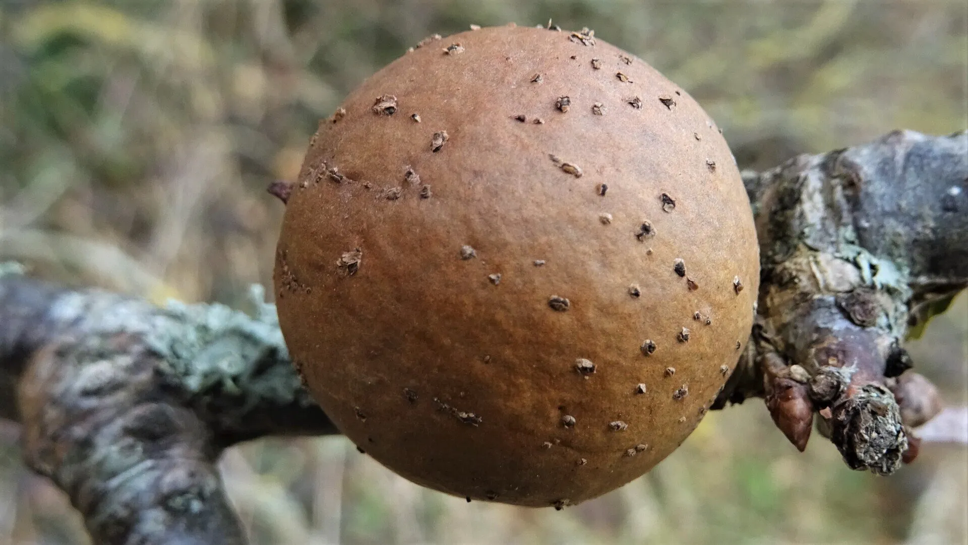 Marble Gall