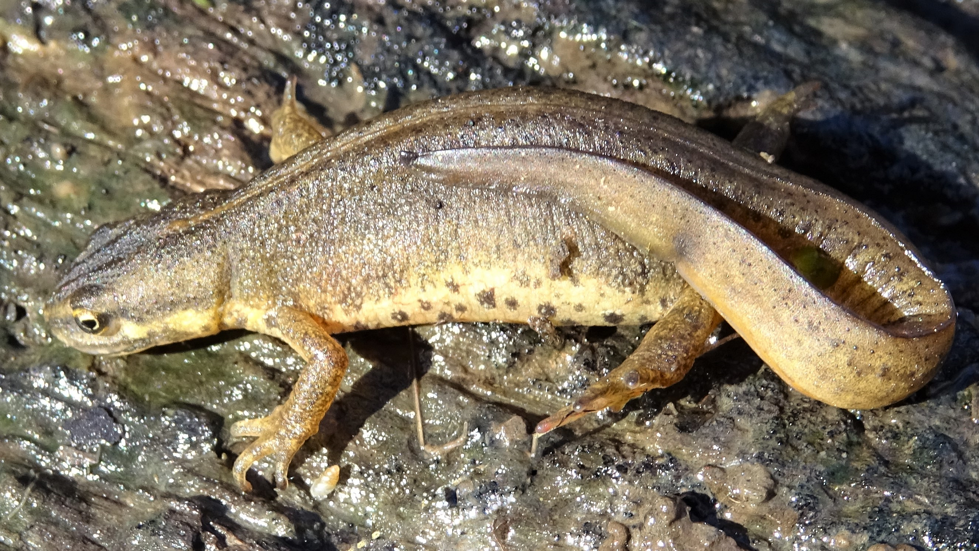 Smooth Newt
Lissotriton vulgaris