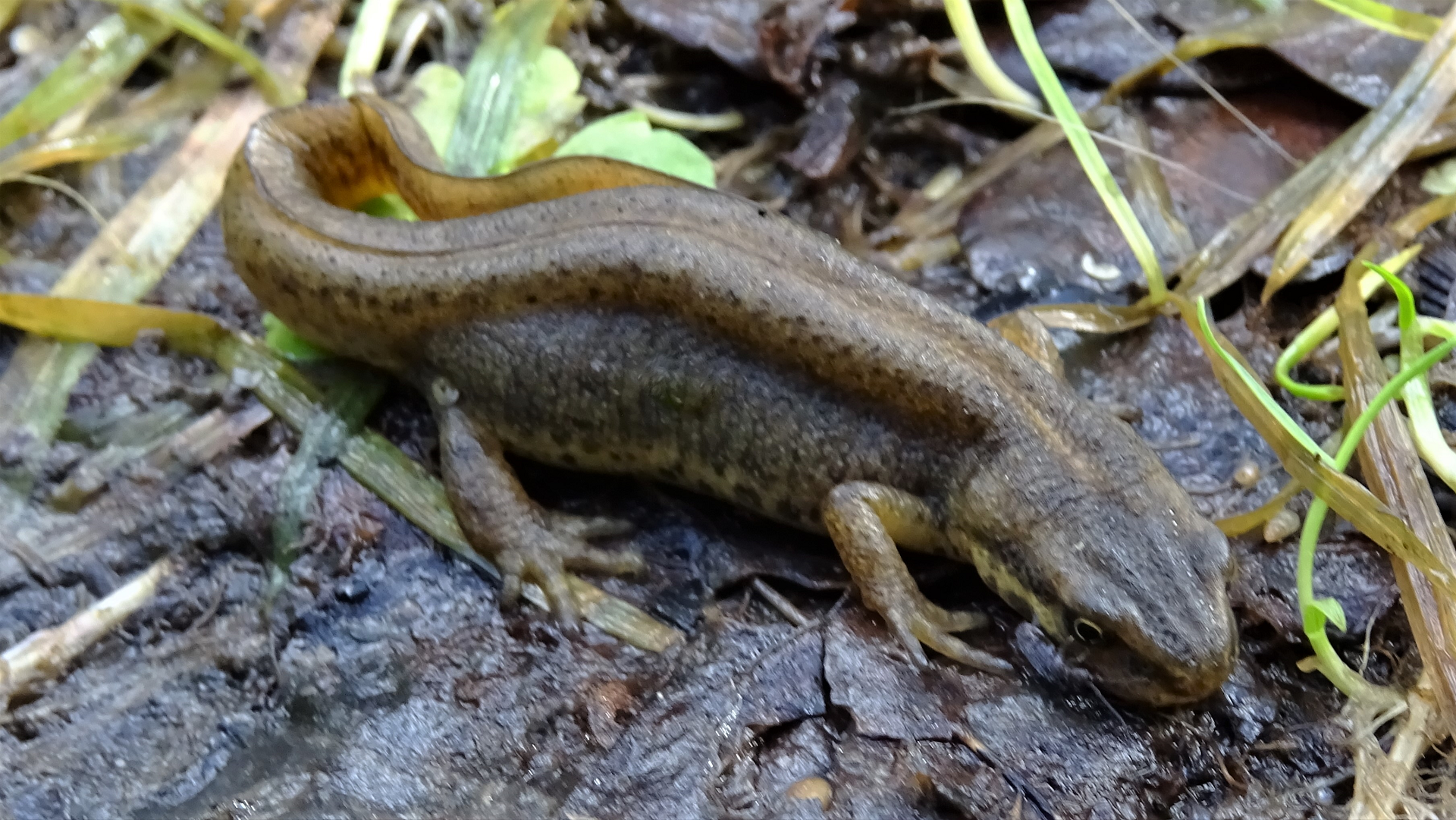 Smooth Newt
Lissotriton vulgaris