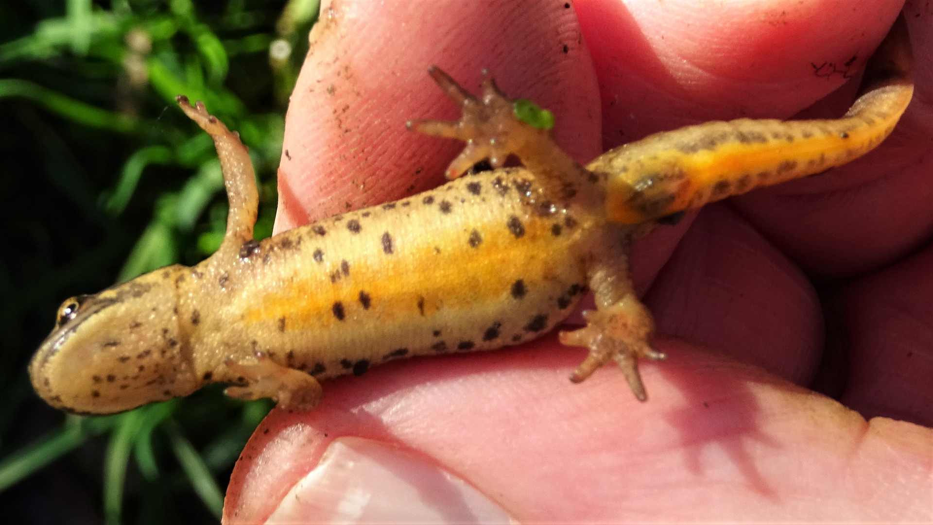 Smooth Newt
Lissotriton vulgaris