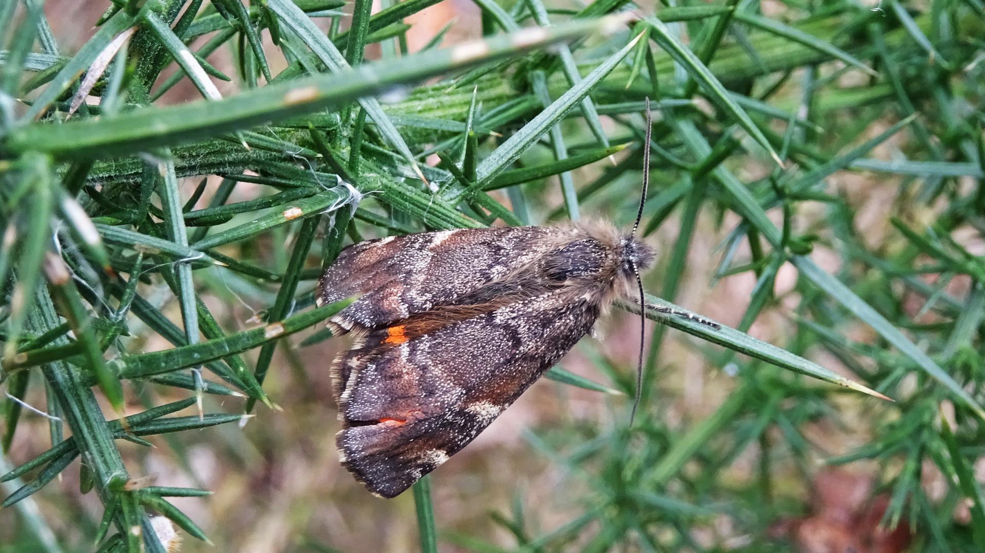 Orange Underwing