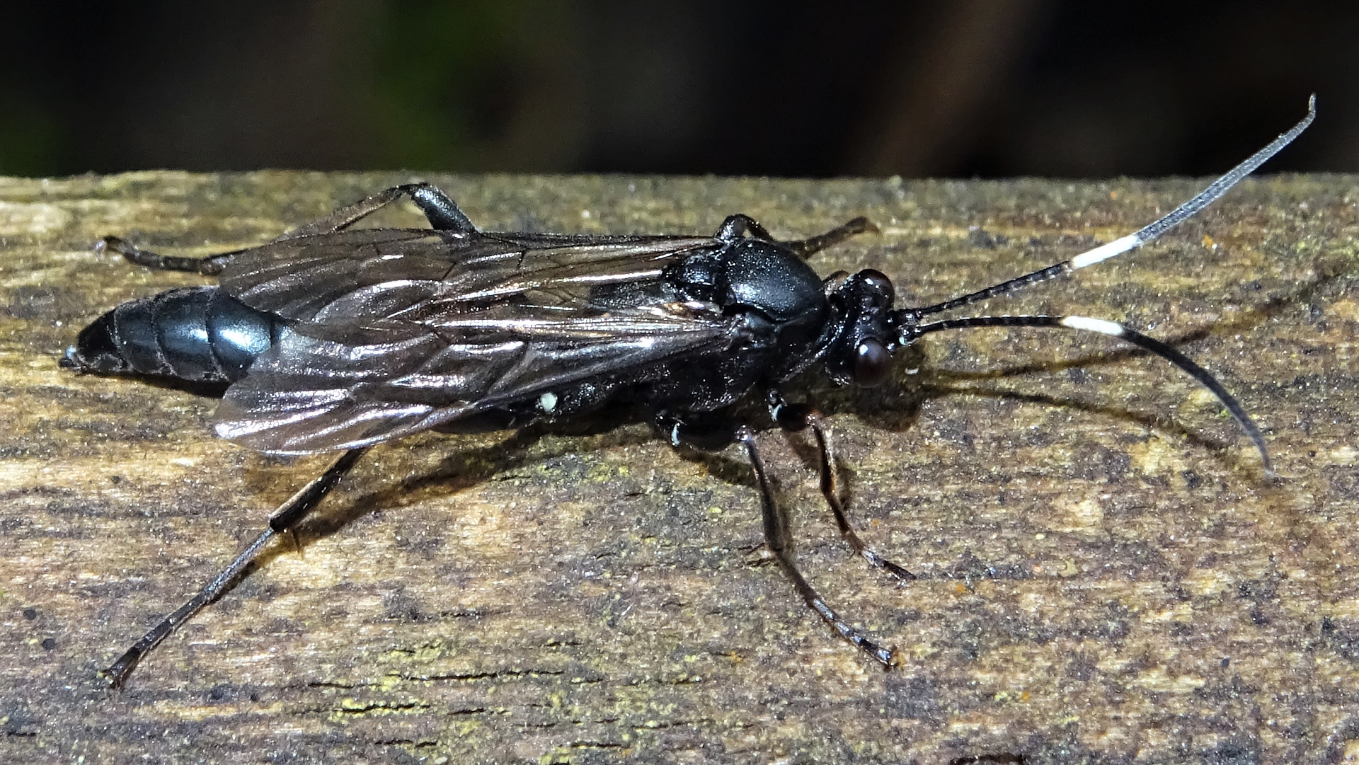 Ichneumon
Stenichneumon culpator