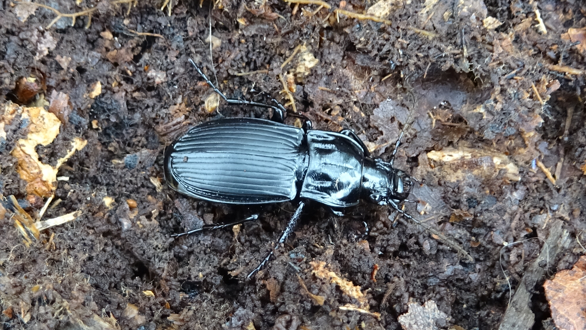 GROUND BEETLE