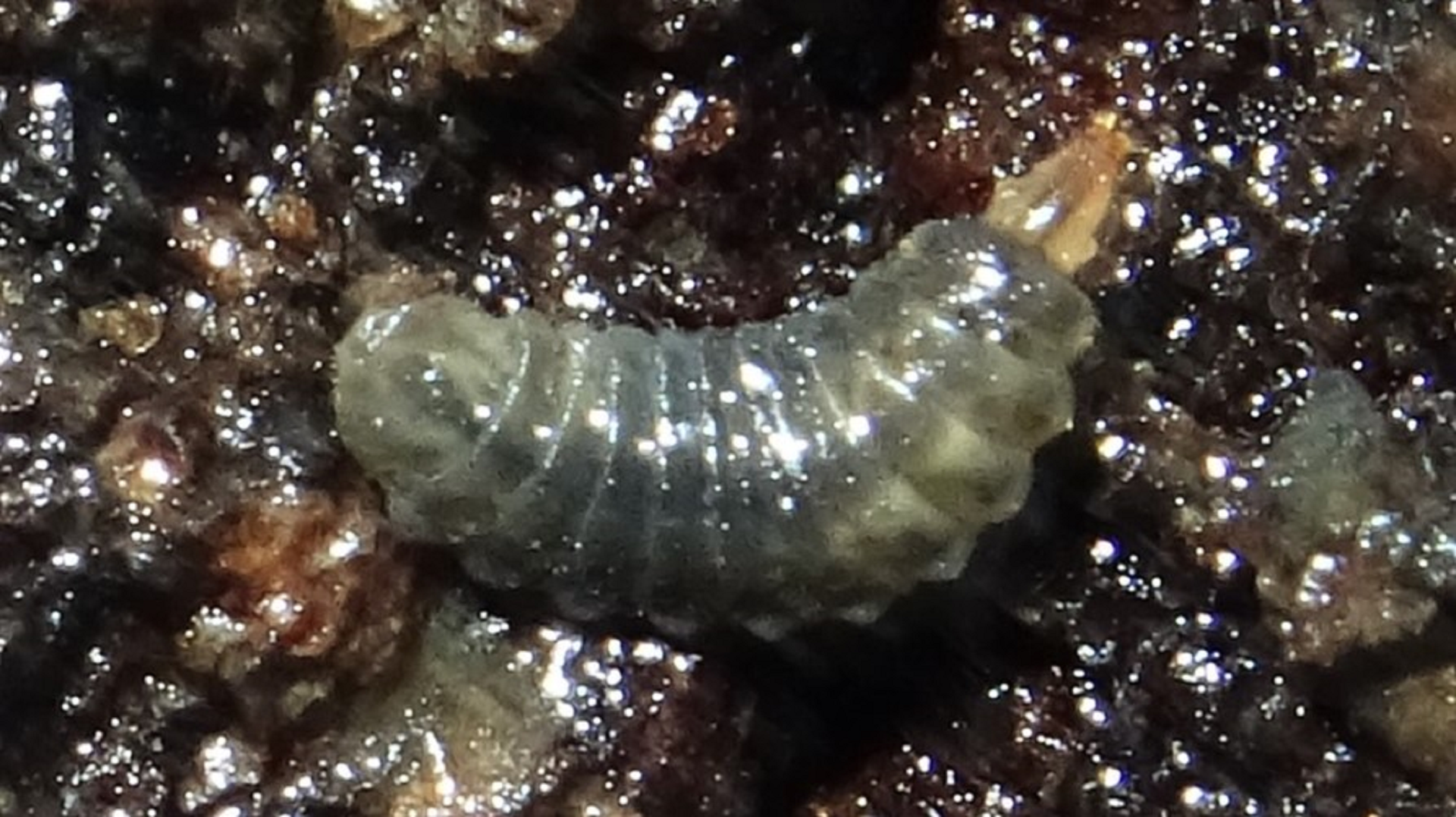 Beetle