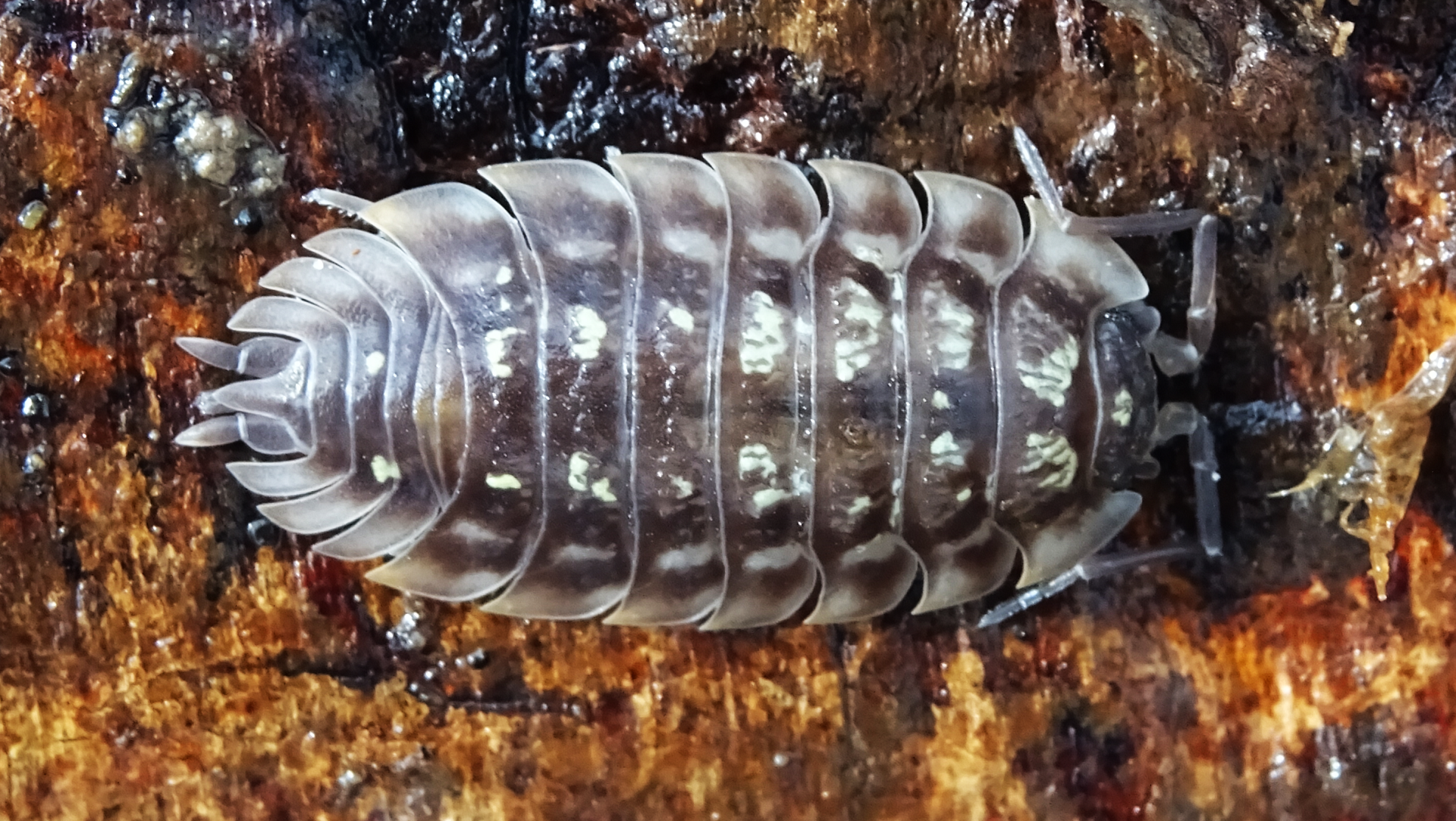 Common Shiny Woodlouse 