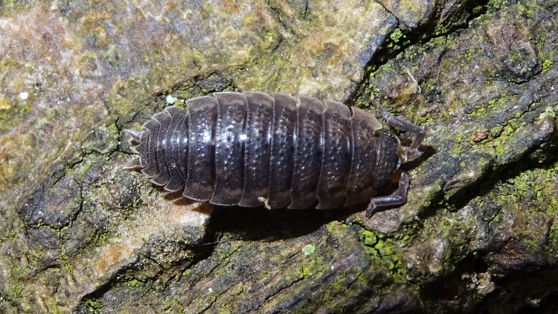 Common Rough Woodlouse 