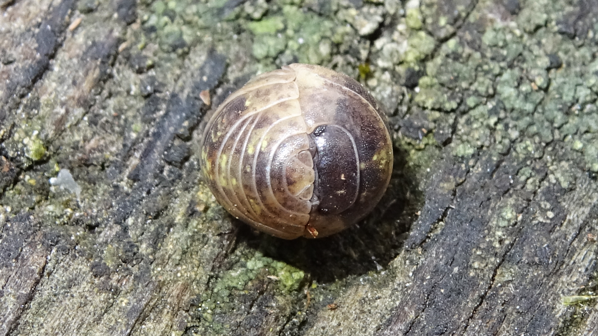 Common Pill Woodlouse 