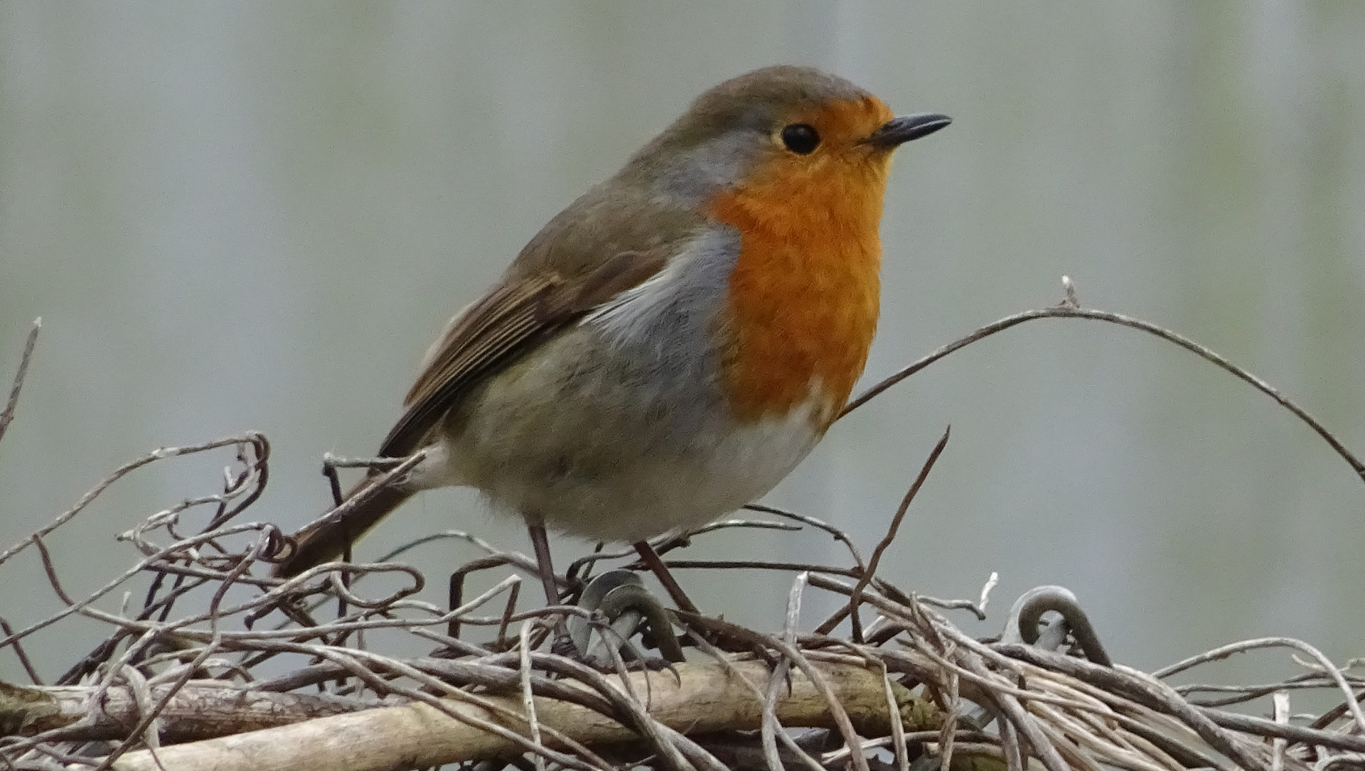Robin
Erithacus rubecula