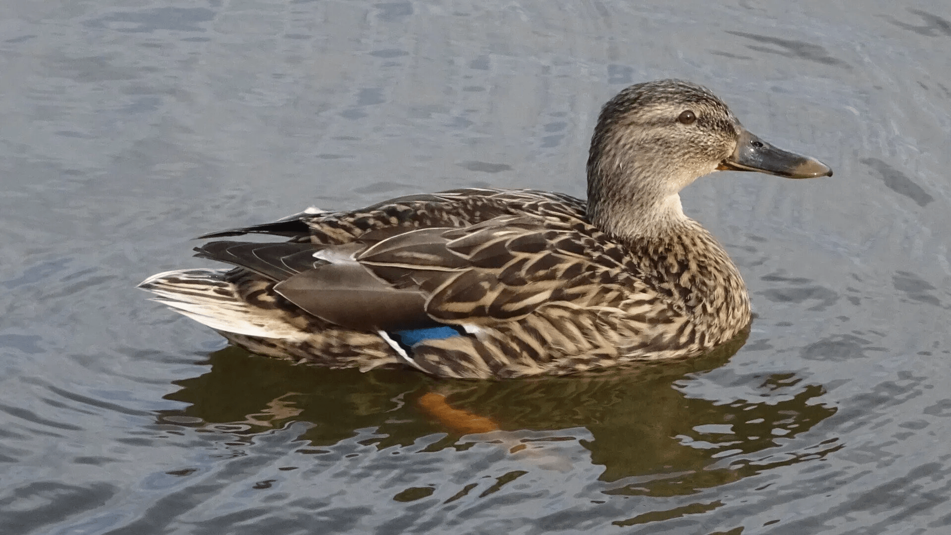 mallard