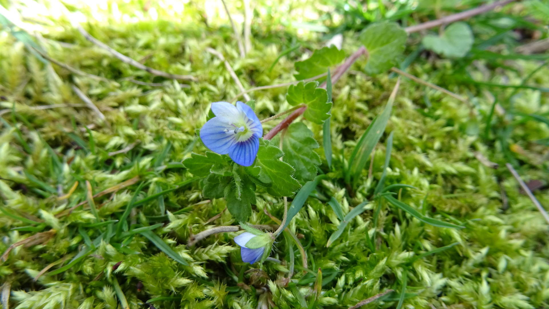 Common Field-speedwell
Veronica persica