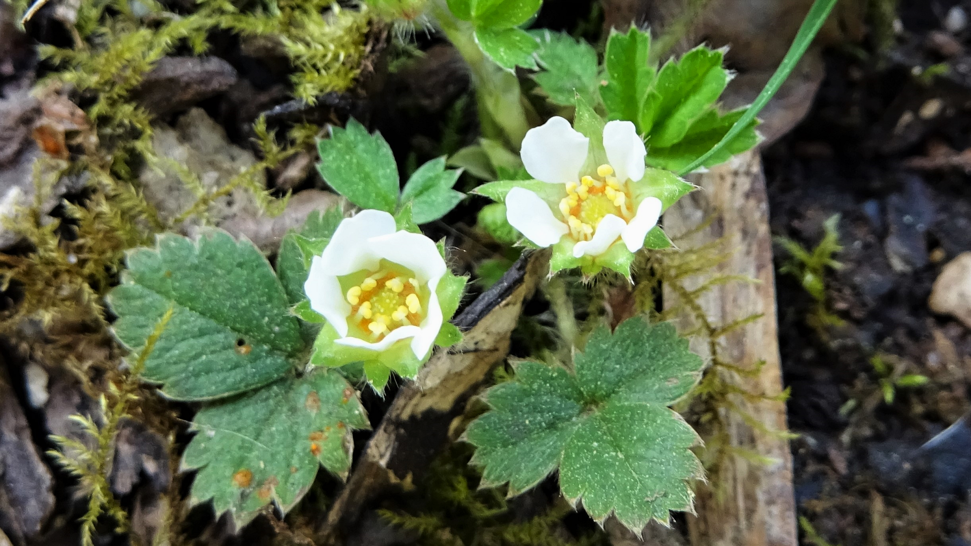 Barren Strawberry