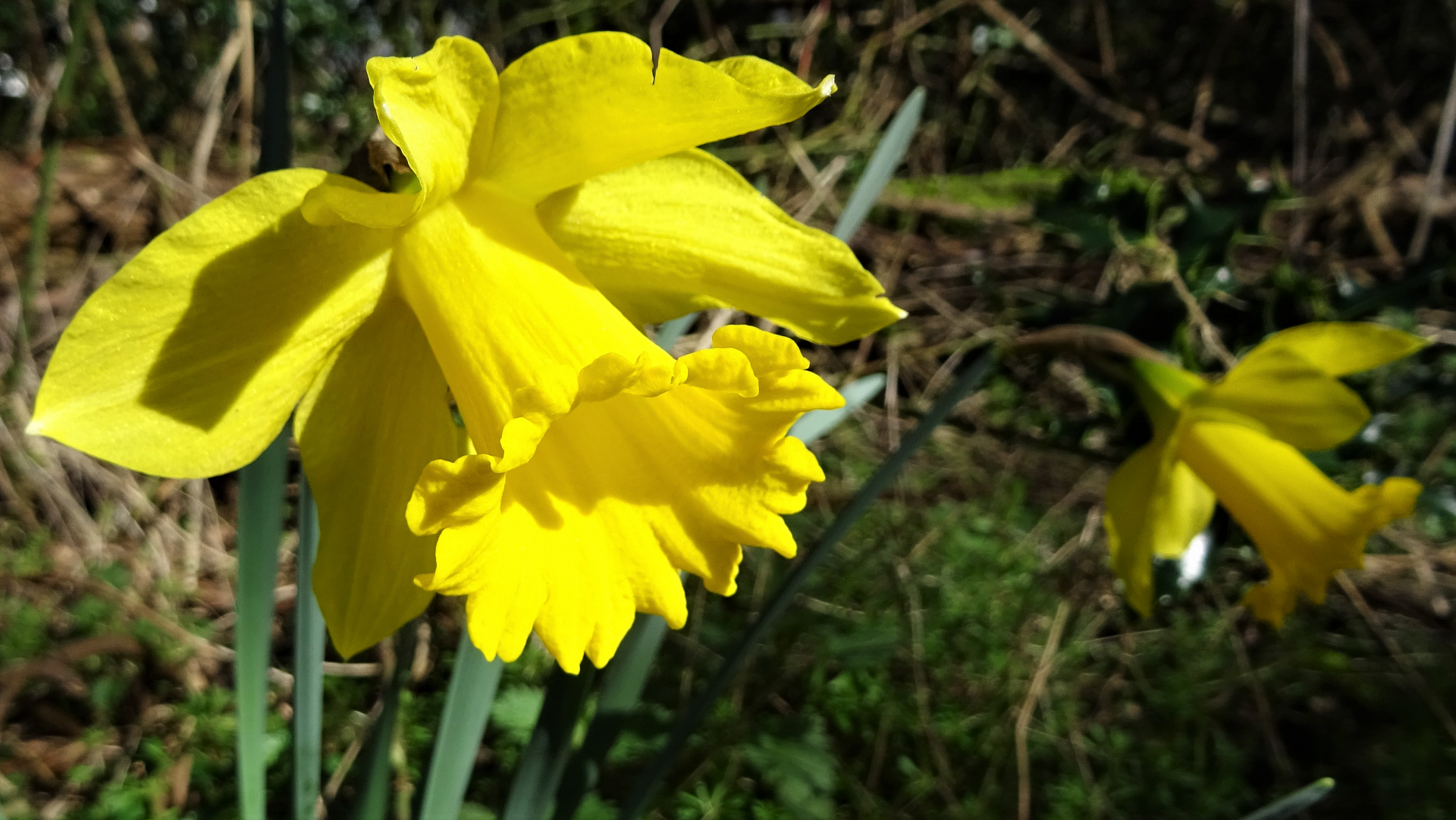 Daffodil
Narcissus