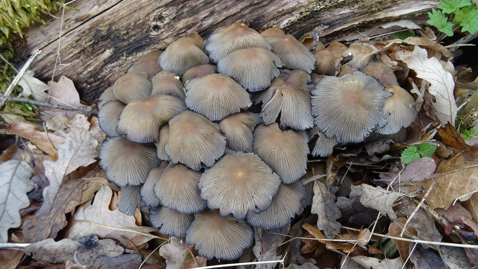 Common Inkcap
Coprinopsis atramentaria

