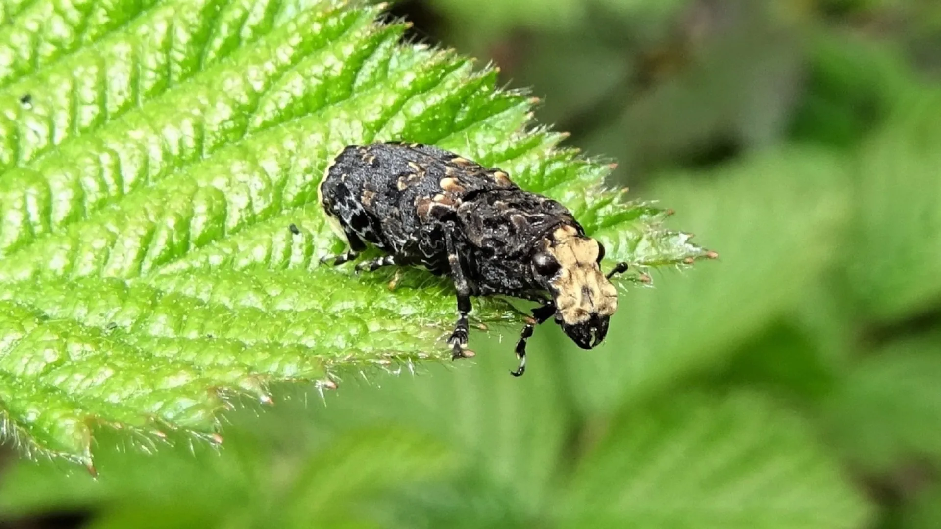 Weevil