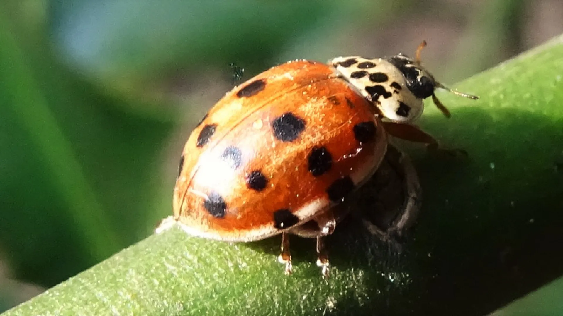 Ladybird