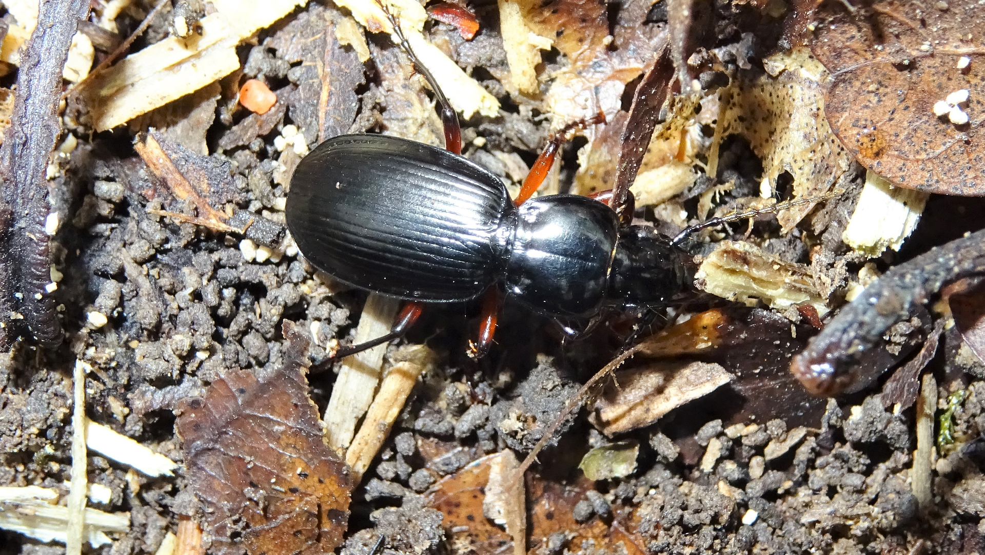 GROUND BEETLE