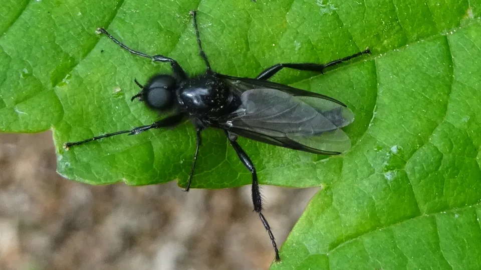 Beetle