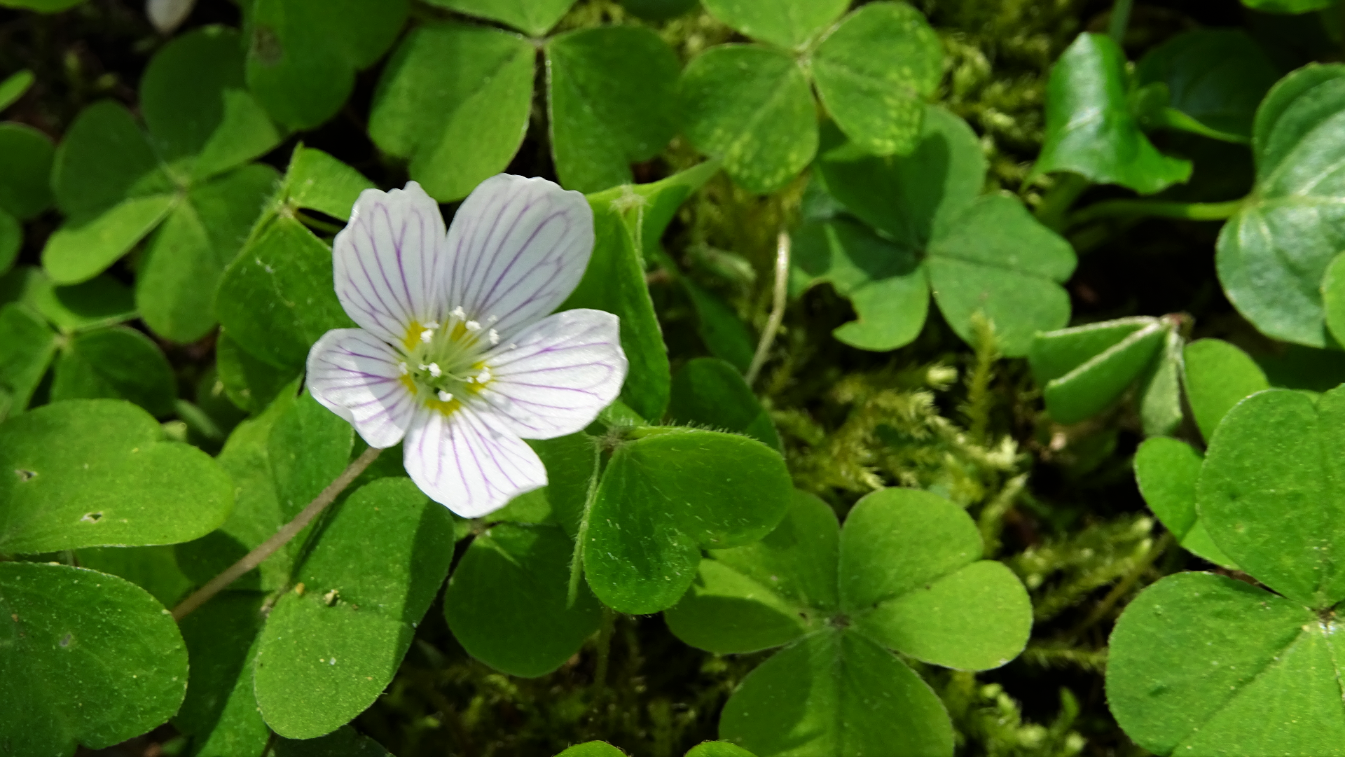 Wood-sorrel