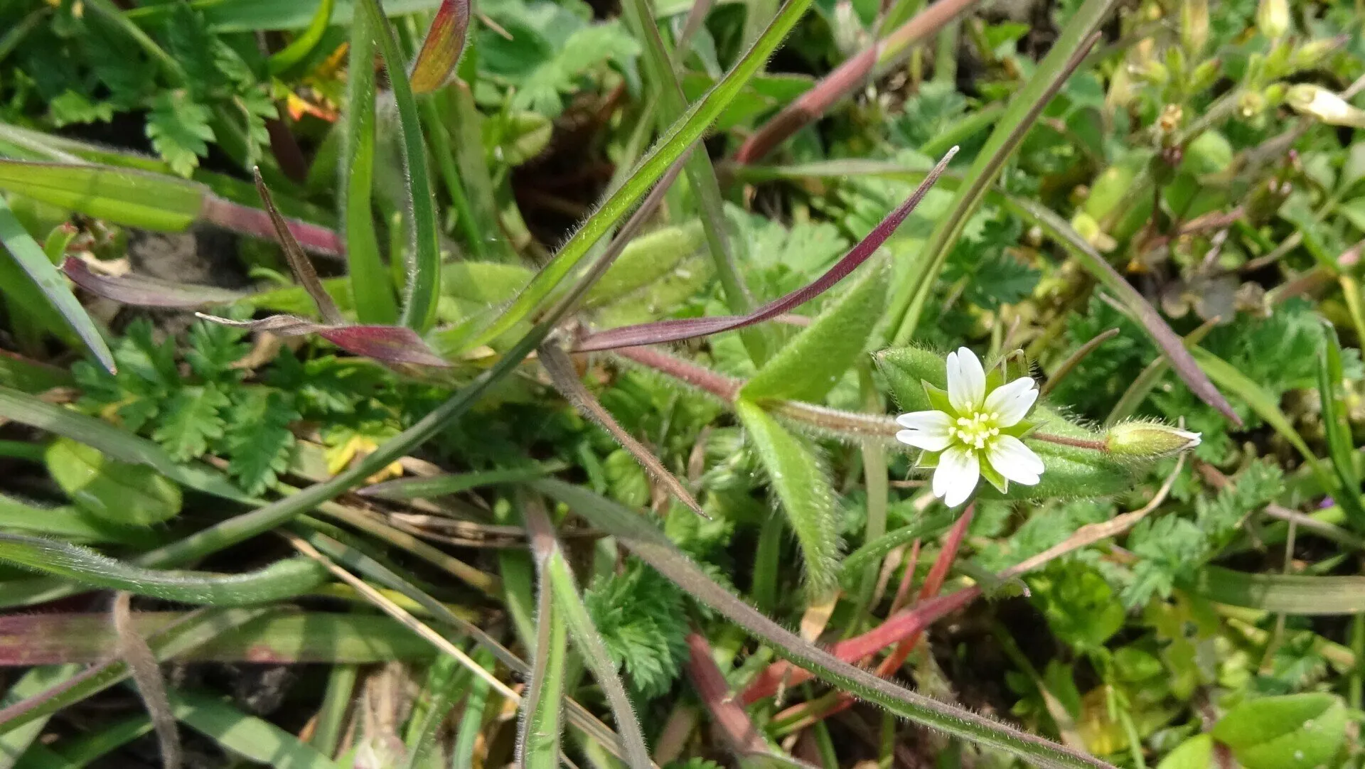 Common Mouse-ear 