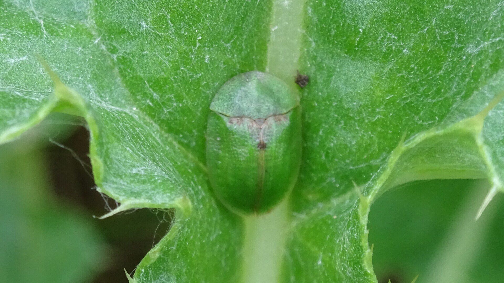 Thistle Tortoise Beetle
Cassida rubiginosa