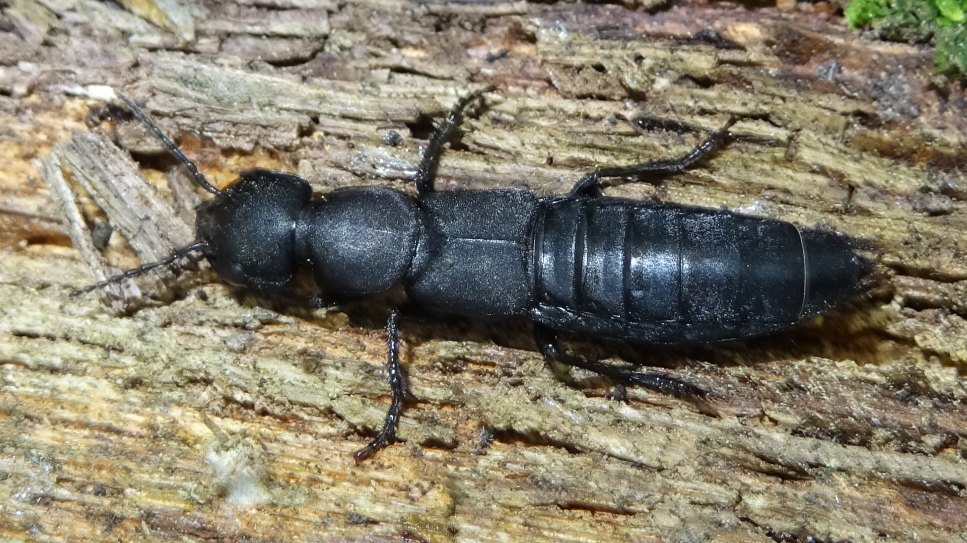 ROVE BEETLE