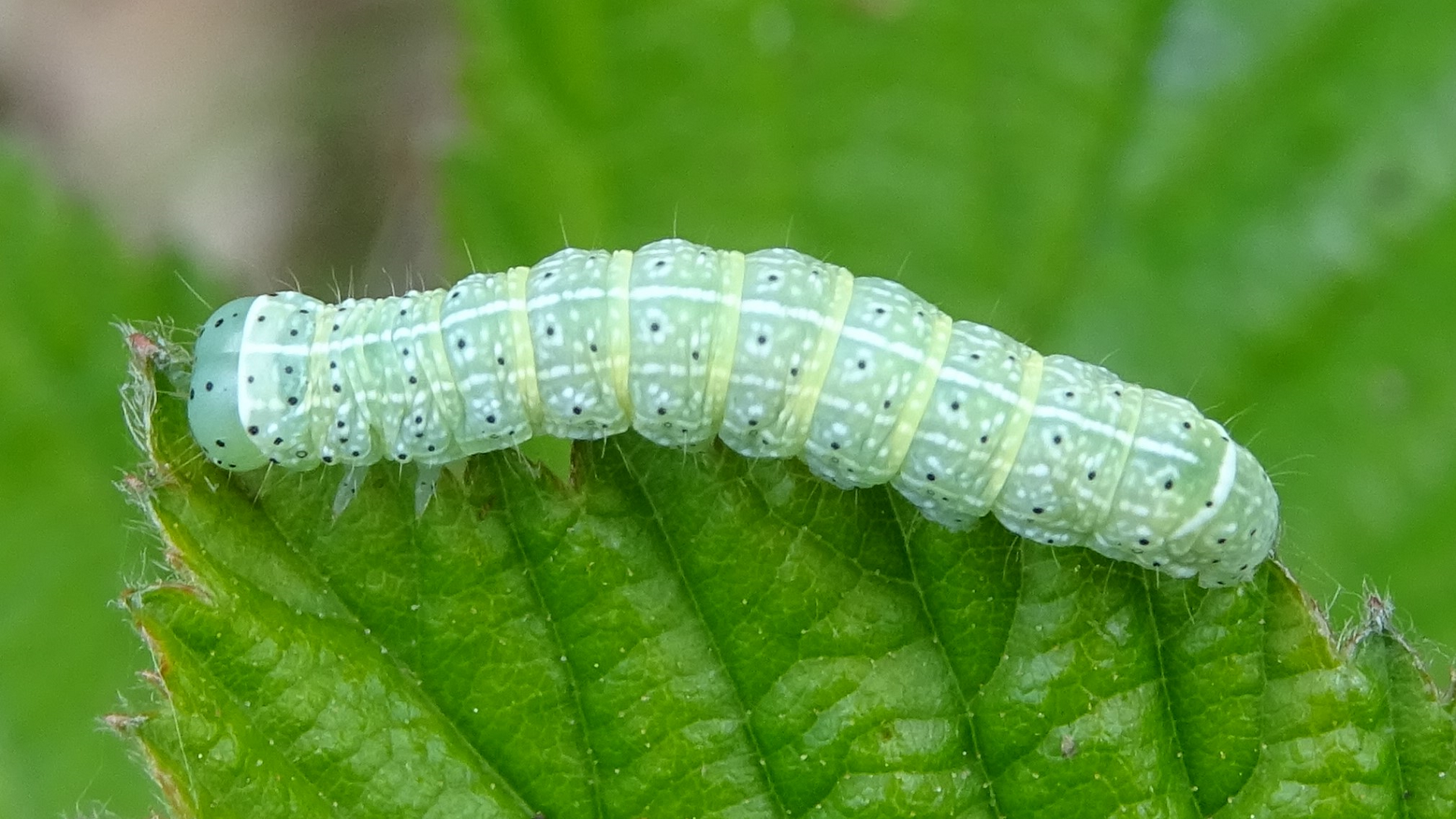 Common Quaker