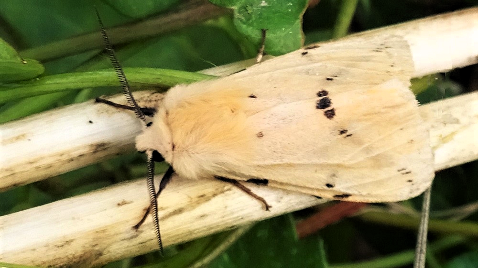 Buff Ermine