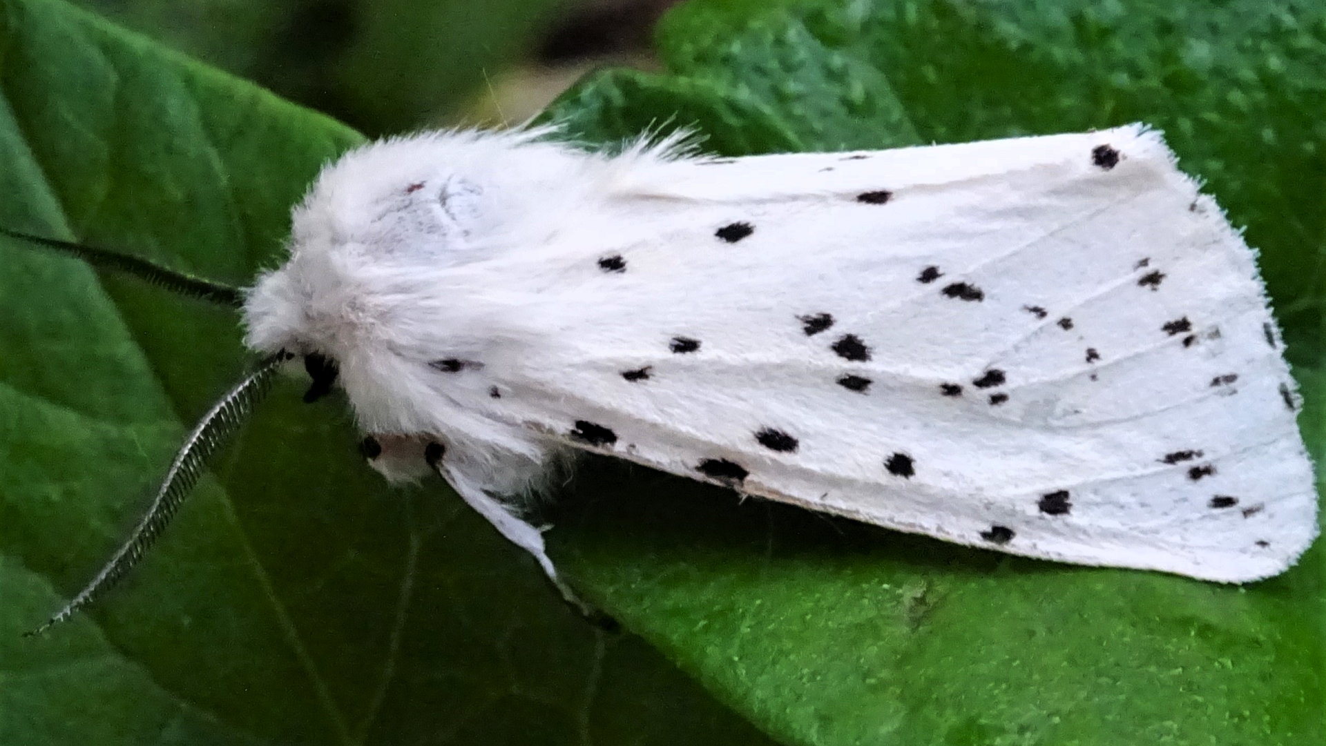 White Ermine