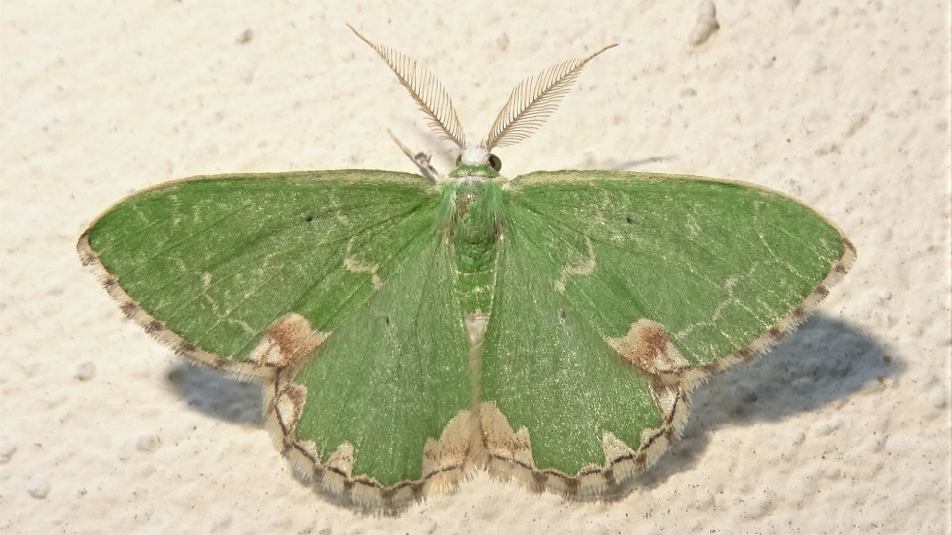 Blotched Emerald