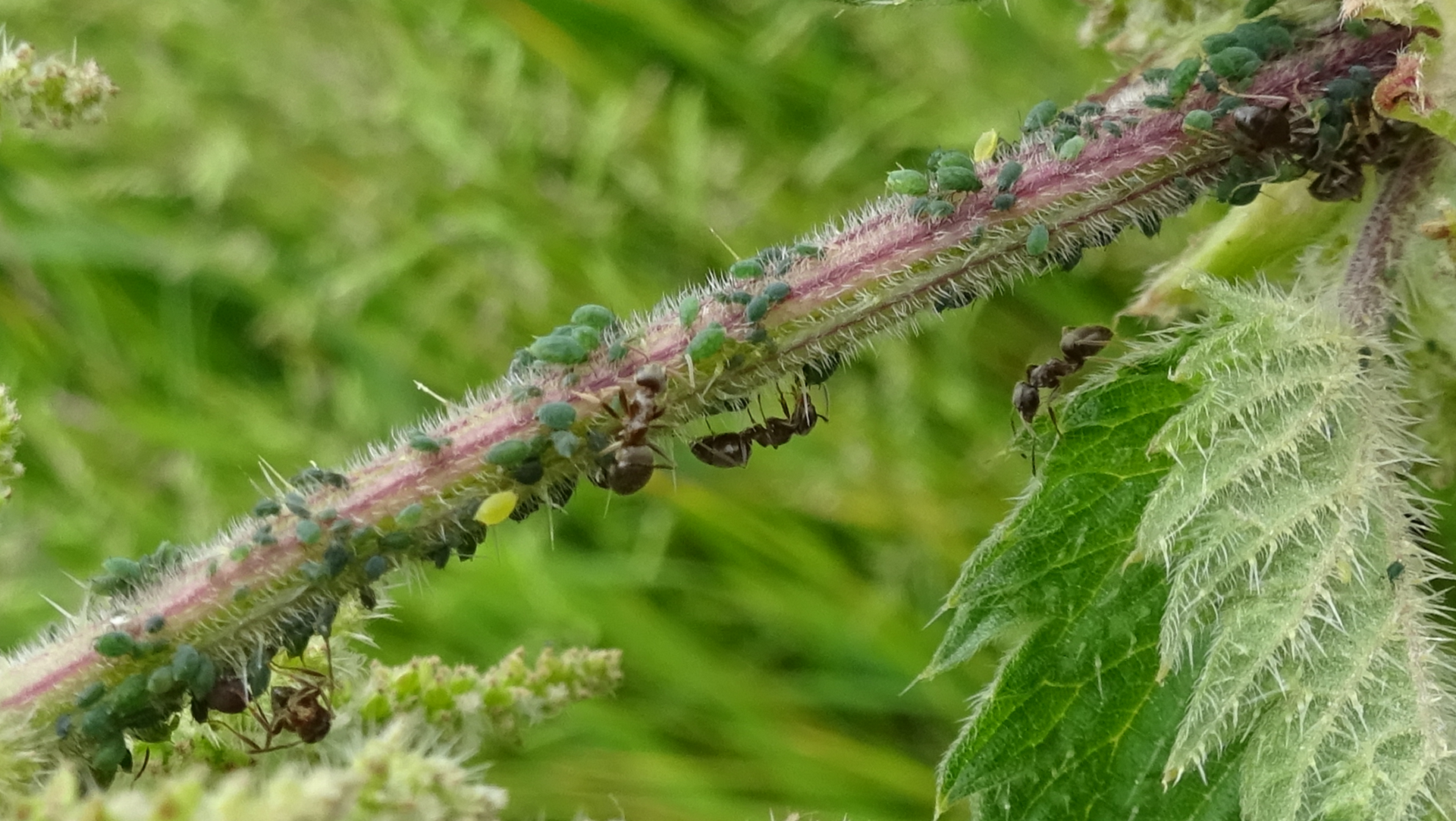 Ants and Aphids
Special Relationship