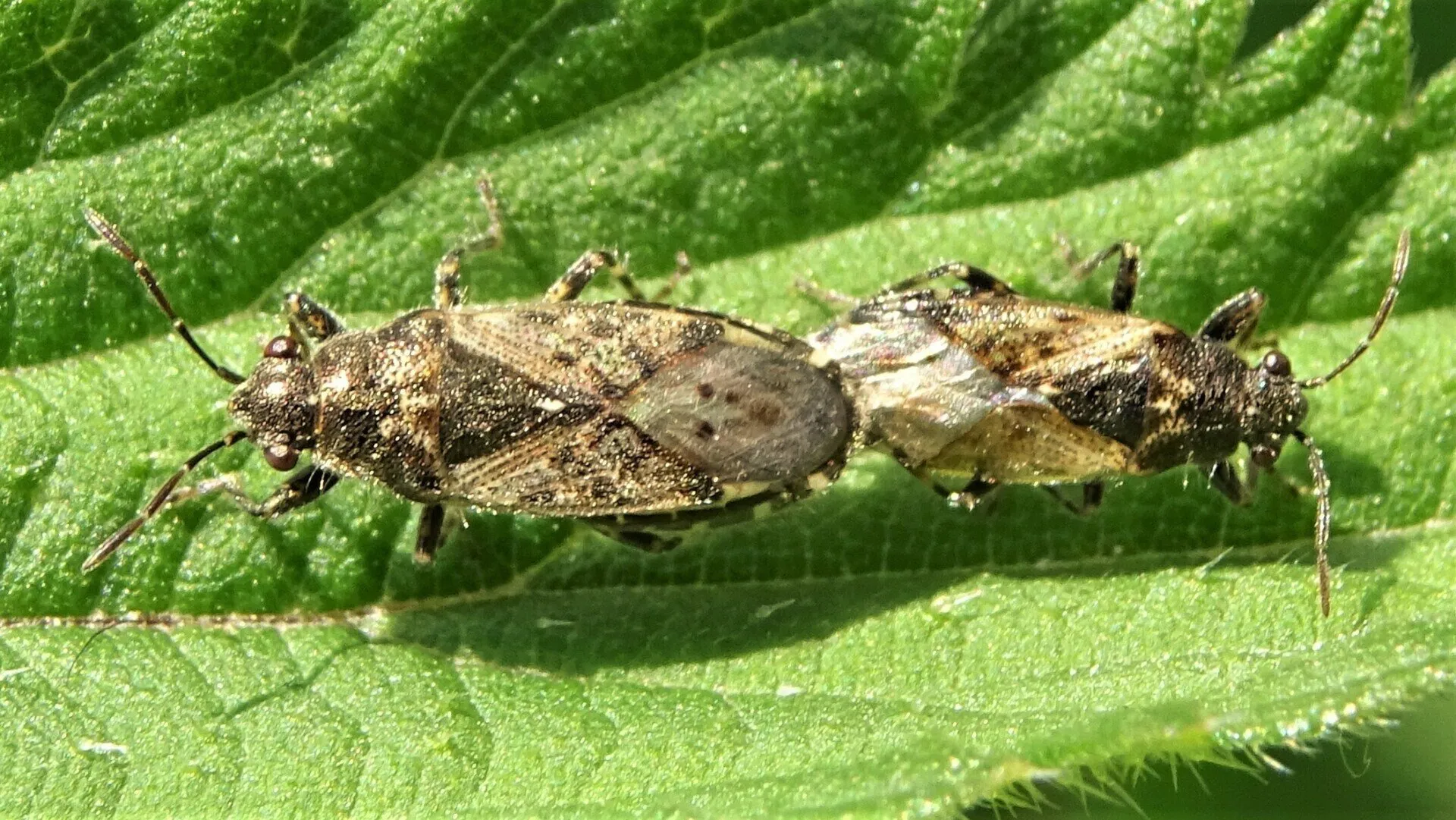 Nettle Ground Bug 