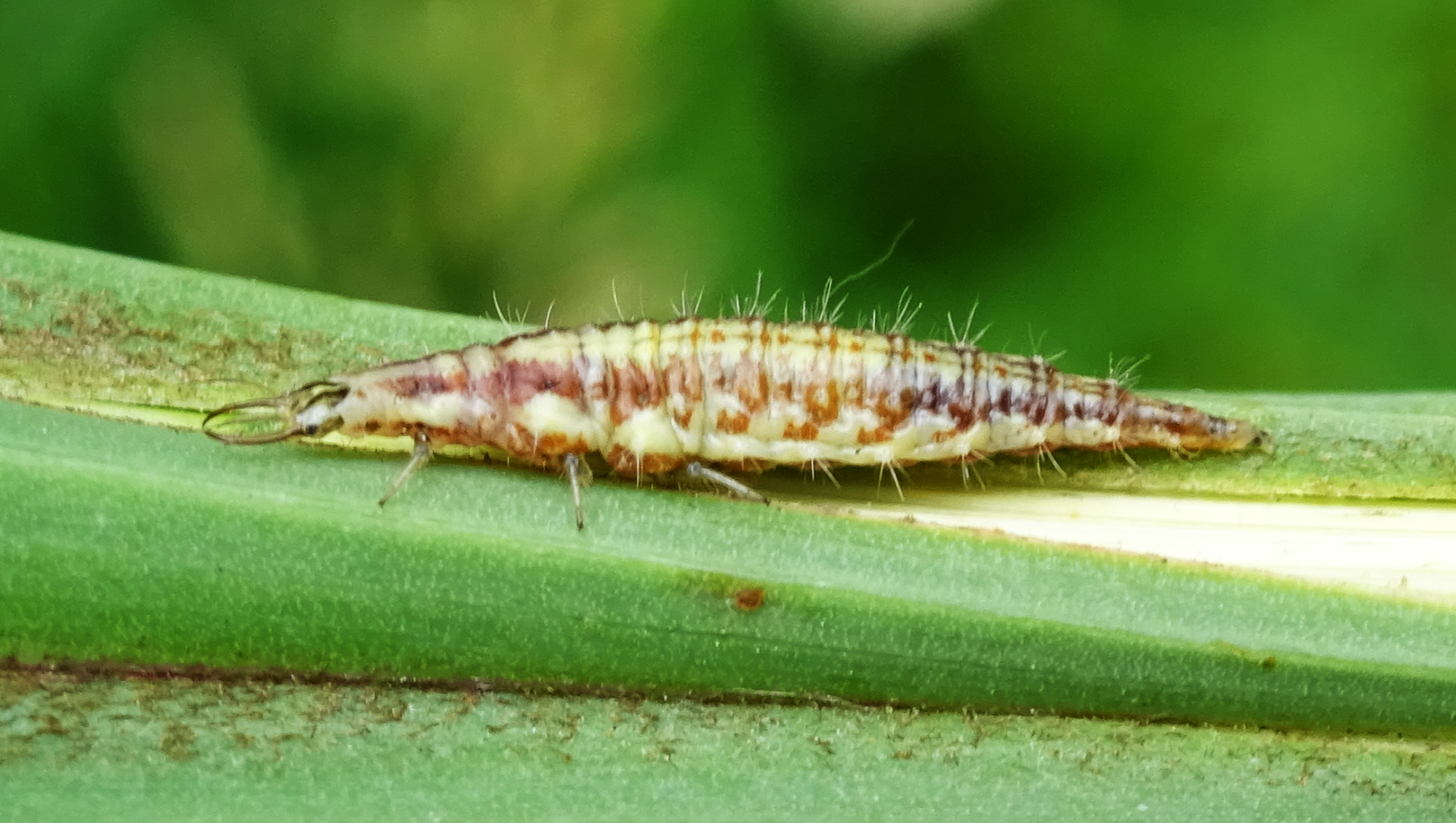 Aphid Lion
Neuroptera