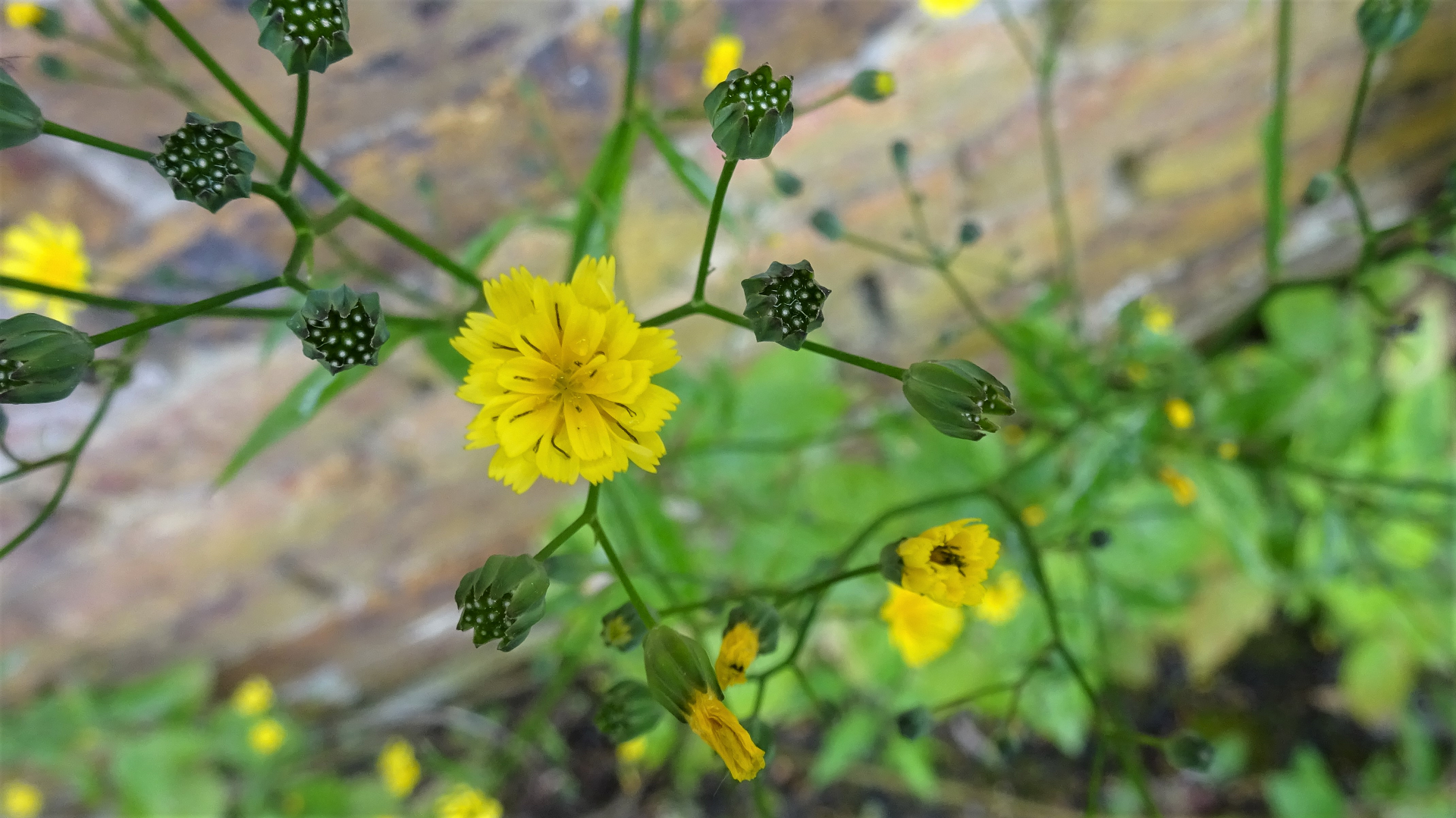 Nipplewort
Lapsana communis
