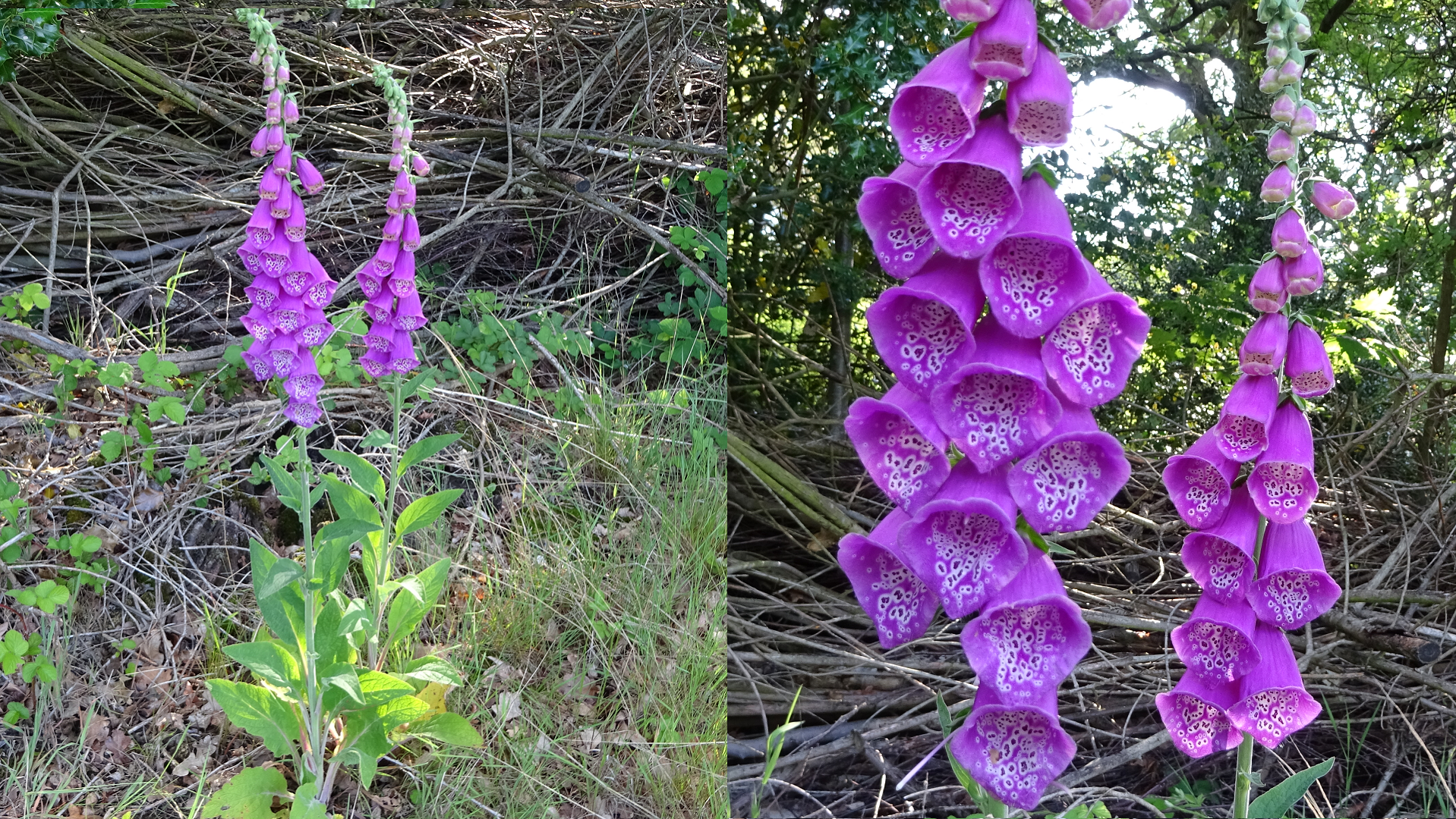 Foxglove
Digitalis purpurea
