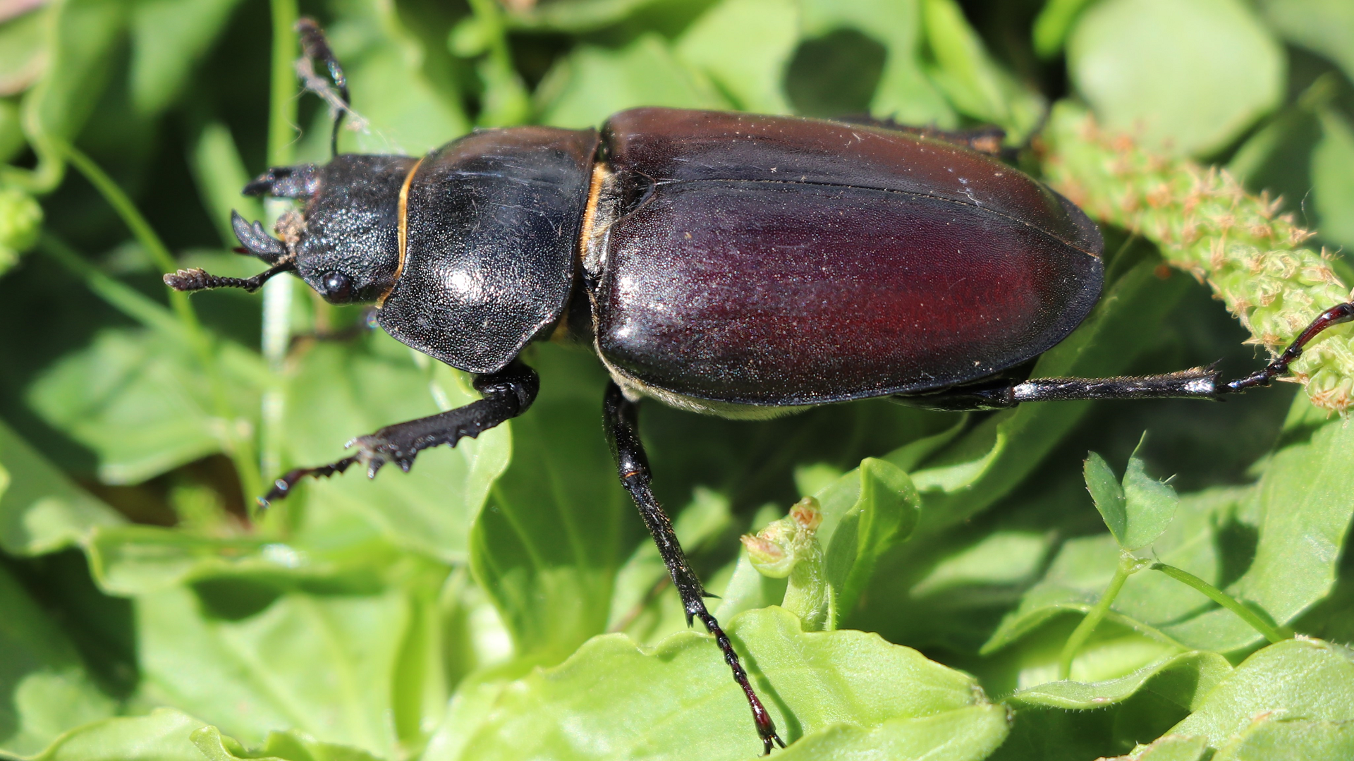 Stag Beetle
Lucanus cervus