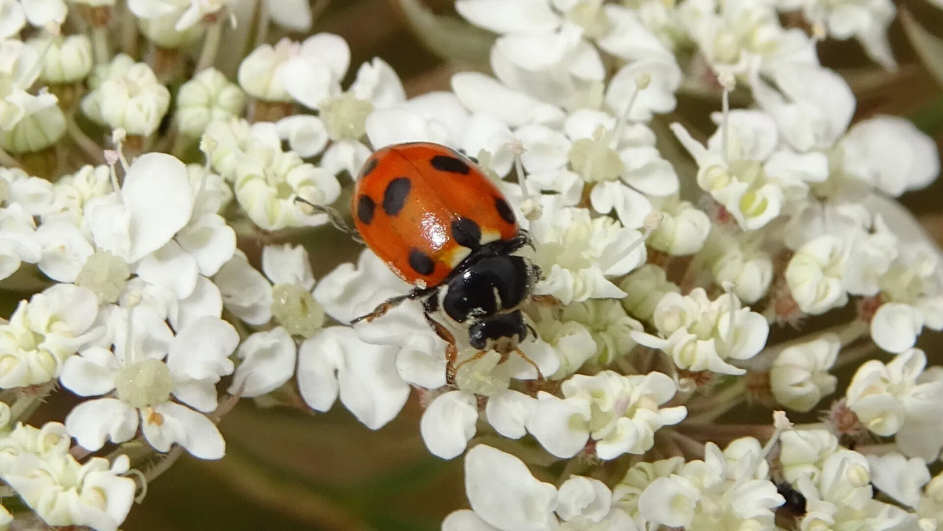 Adonis Ladybird