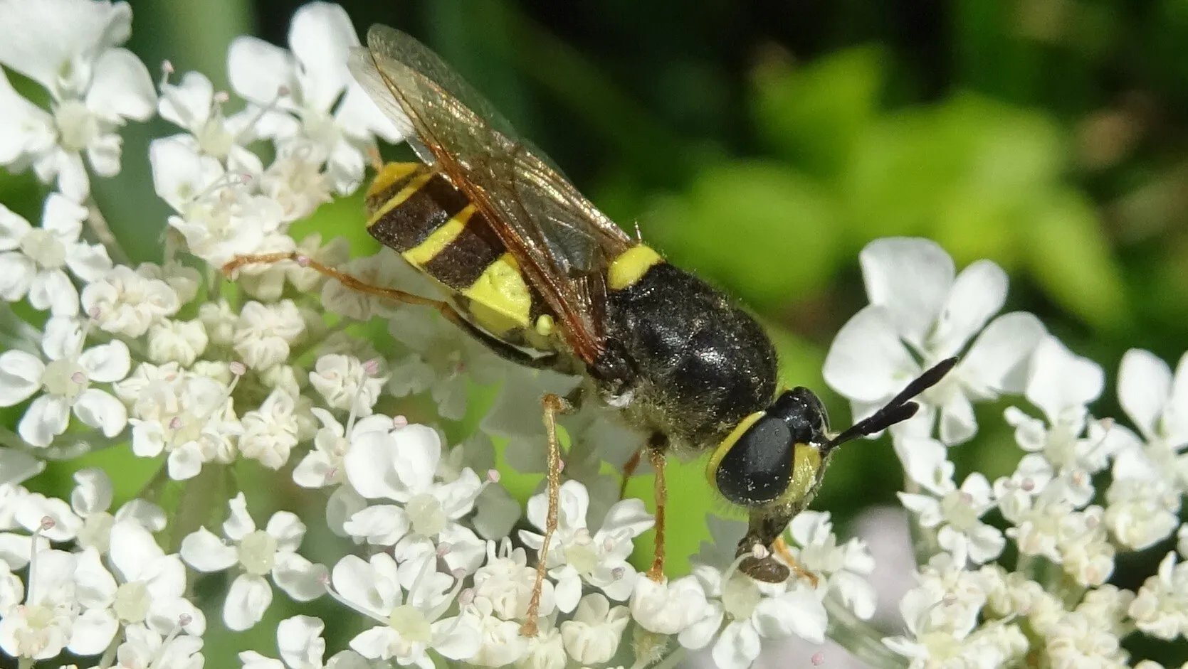 Stratiomys potamida