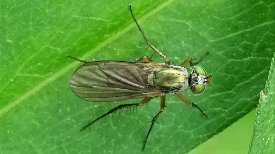 Poecilobothrus nobilitatus