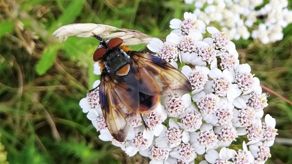 Phasia hemiptera