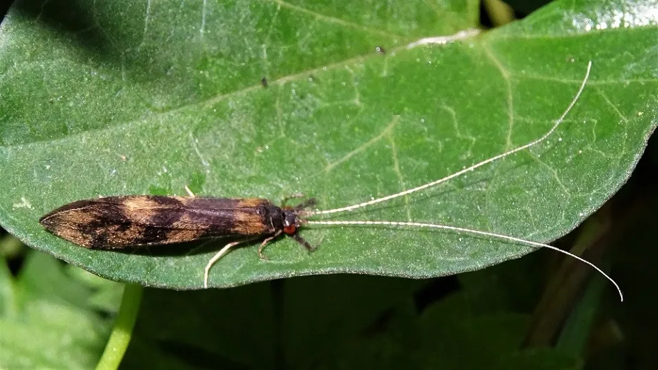 Mystacides longicornis