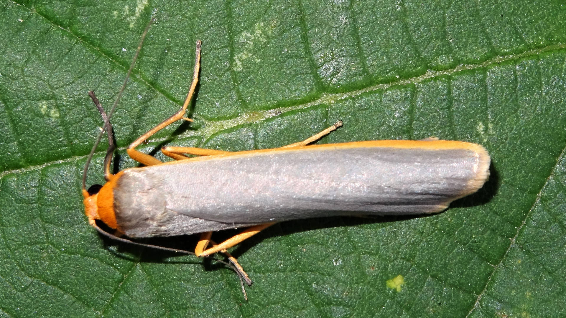 Scarce Footman