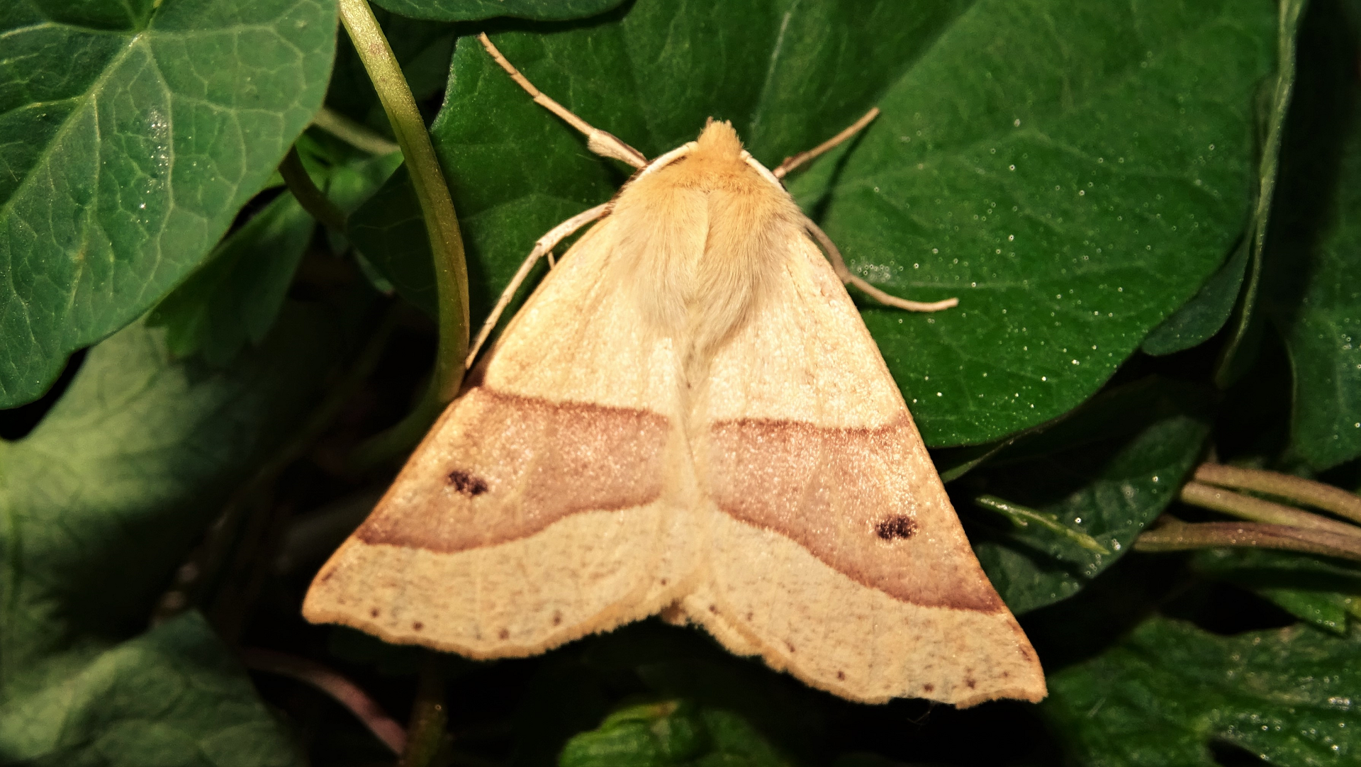 Scalloped Oak