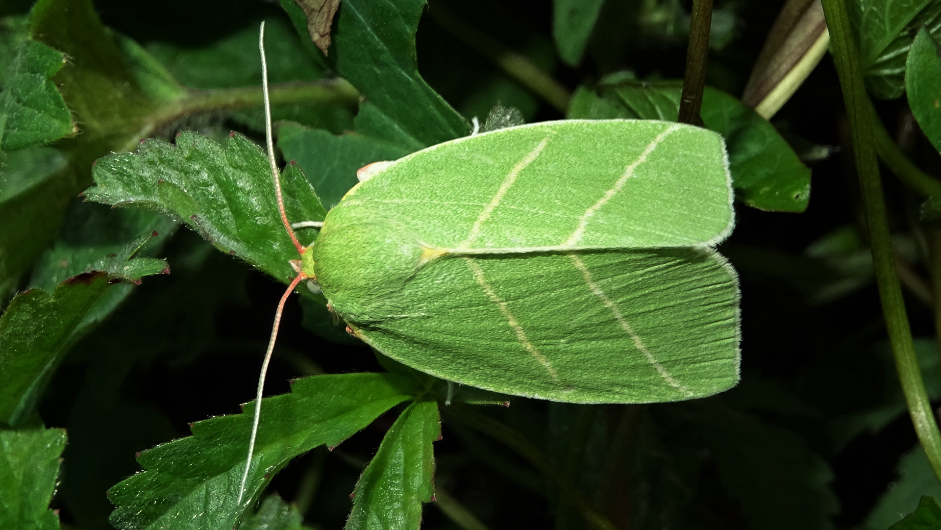 Scarce Silver-lines