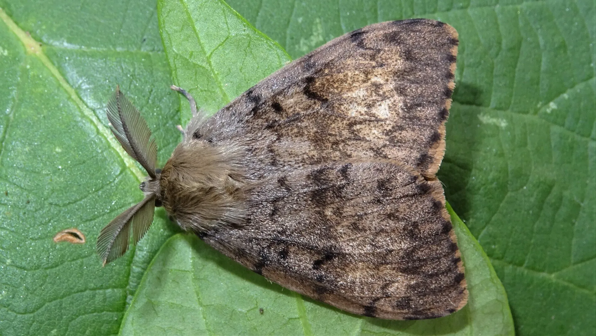 Gypsy Moth