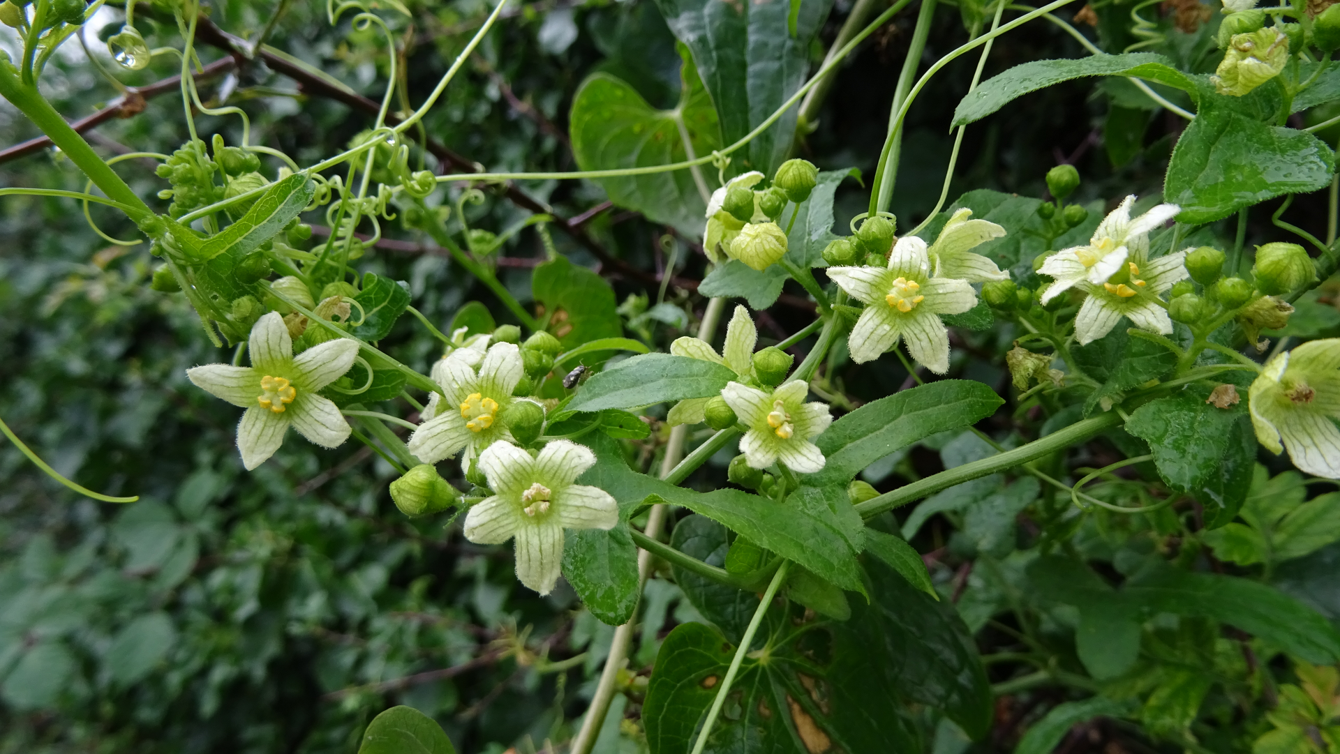 White Bryony
Bryonia dioica
