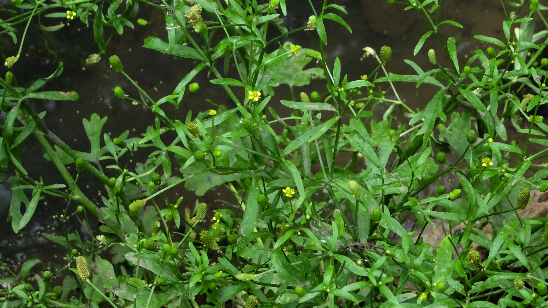 Celery-leaved Buttercup 