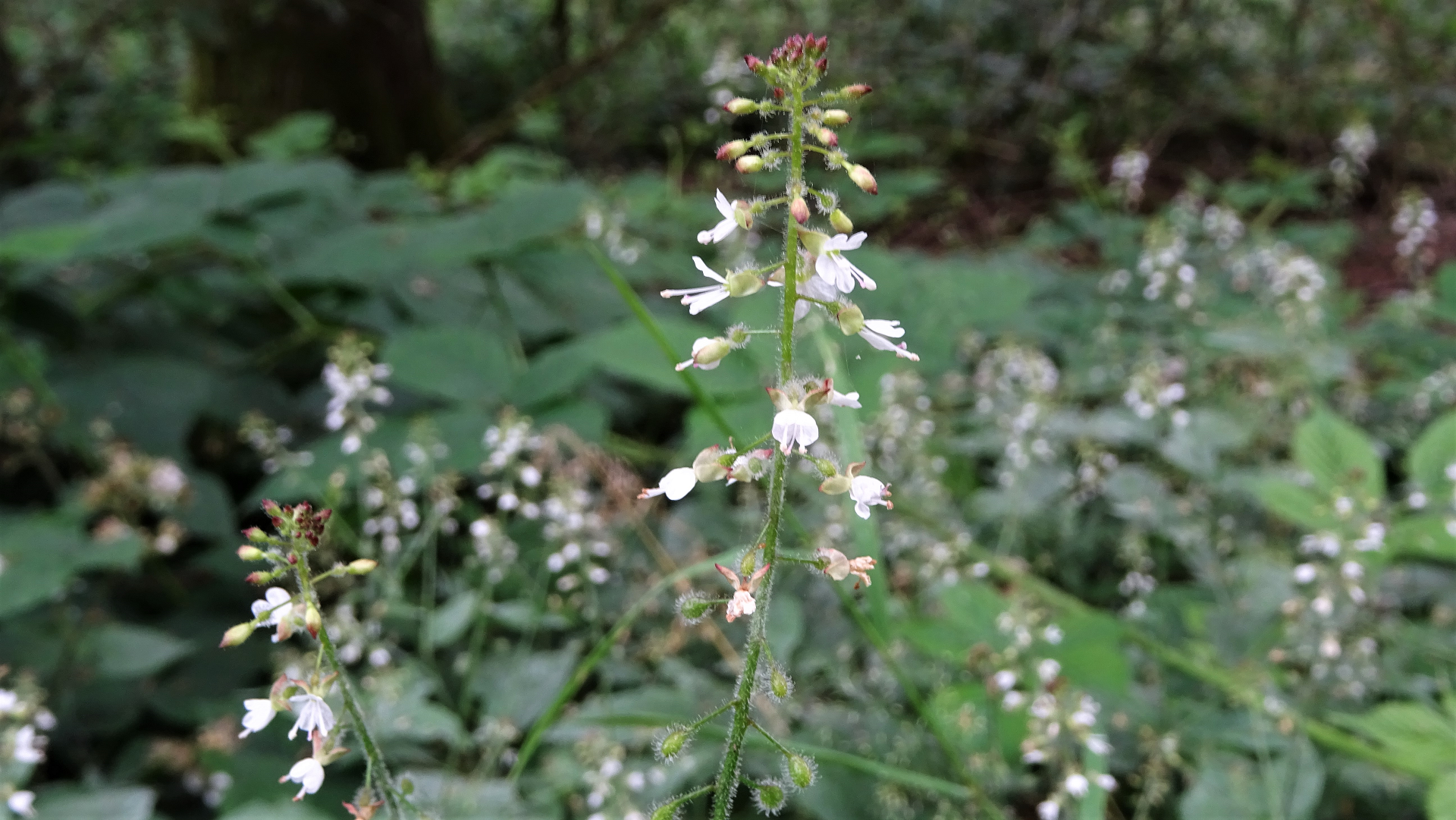 Enchanter's Nightshade