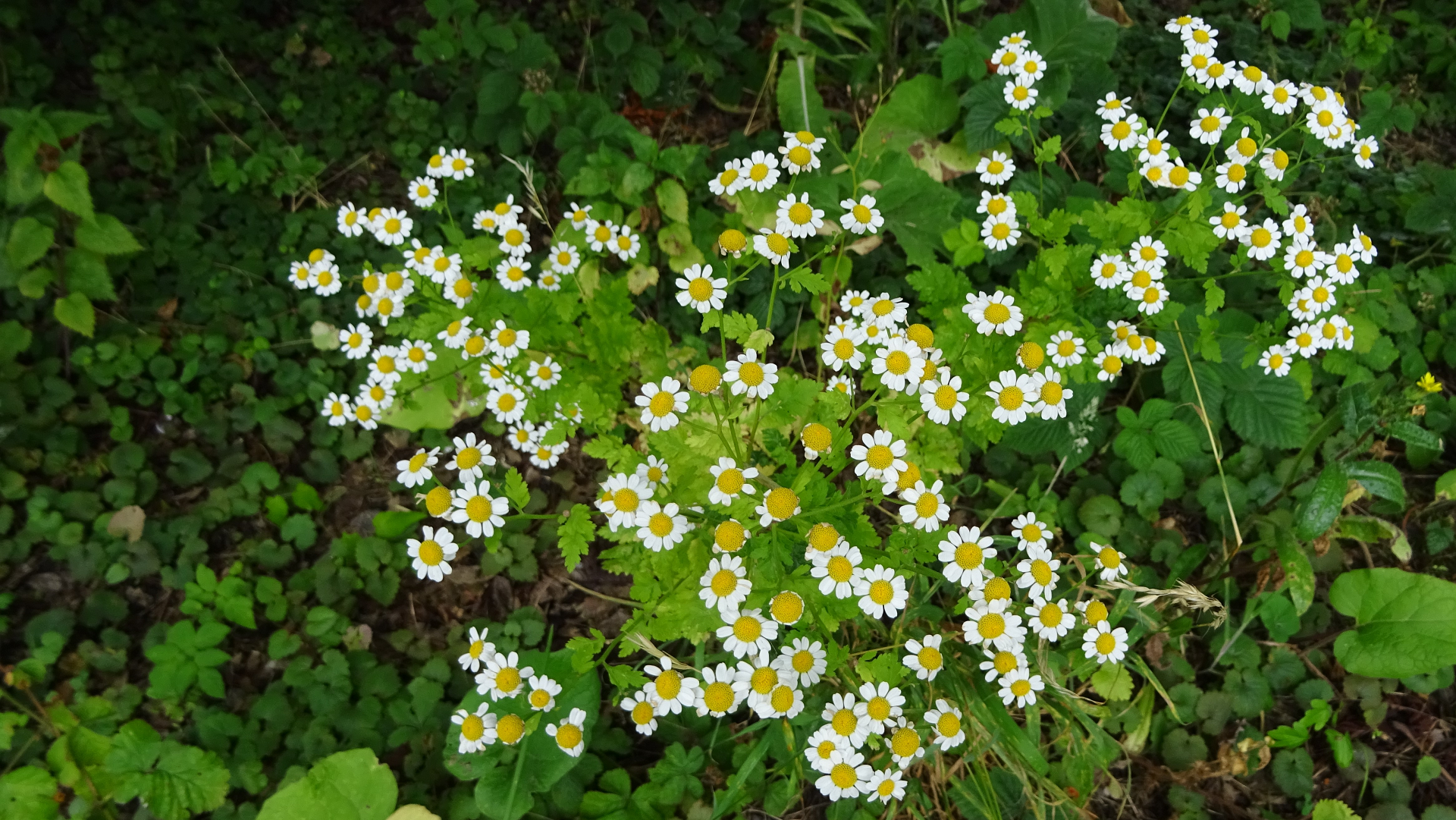 Feverfew
Tanacetum parthenium