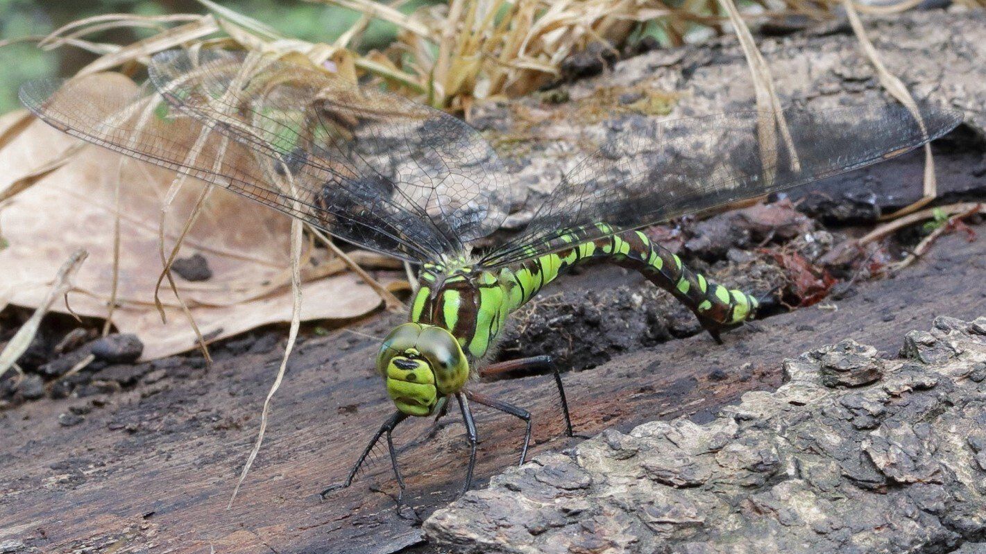 Southern Hawker