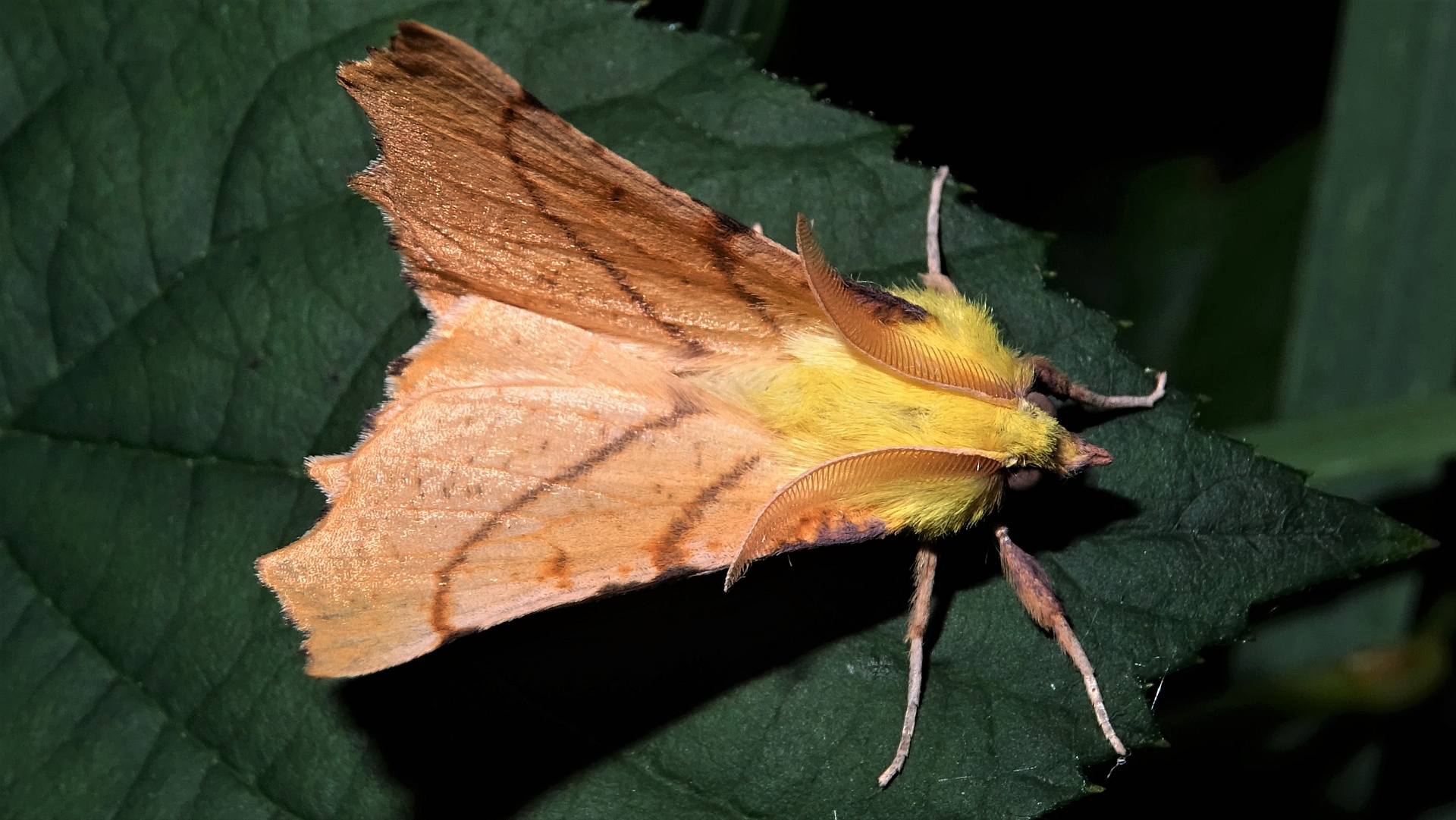 Canary-shouldered Thorn 